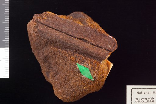 Amomalophyllites bridgetonensis Hollick