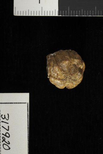 Malvacarpus octoloculus Berry