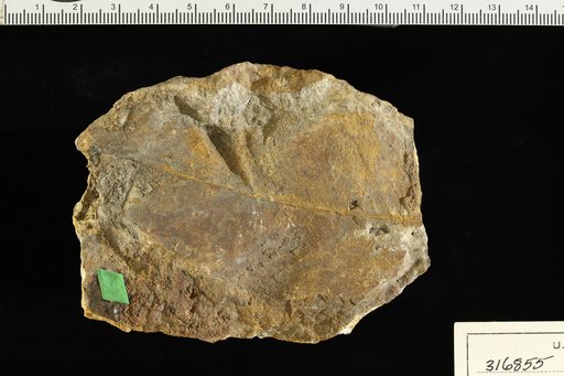 Chrysophyllum rolloti Berry