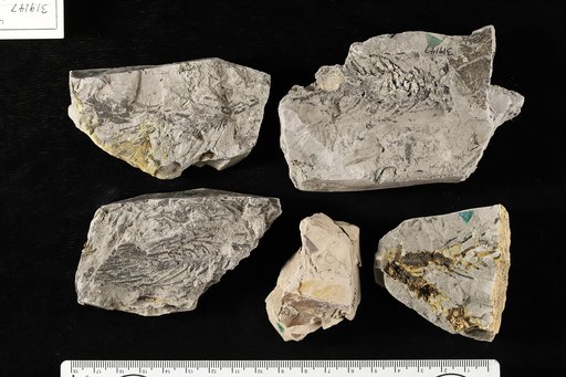 Cunninghamites elegans (Corda) Endlicher