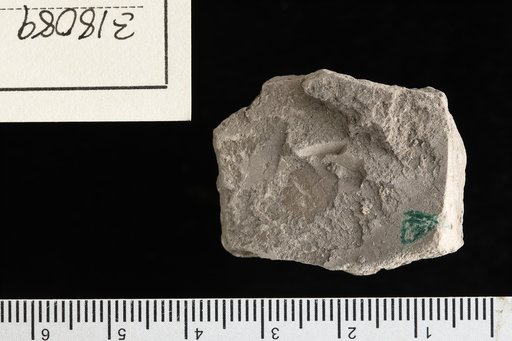 Cissites crispus Velenovsky