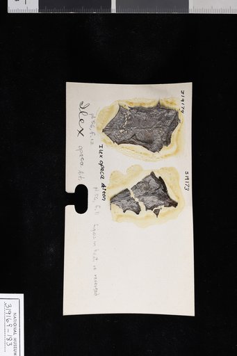Ilex opaca Aiton