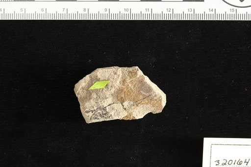 Vallea prepubescens Berry