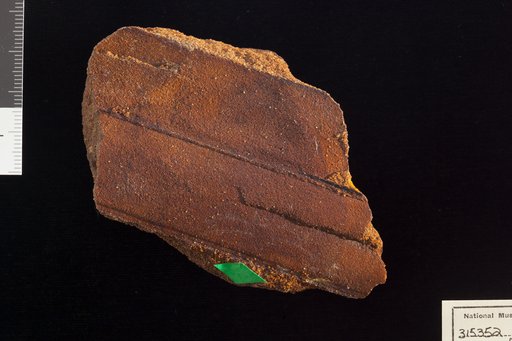 Amomalophyllites bridgetonensis Hollick