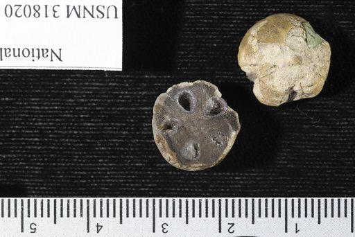 Saccoglottis cipaconensis Berry