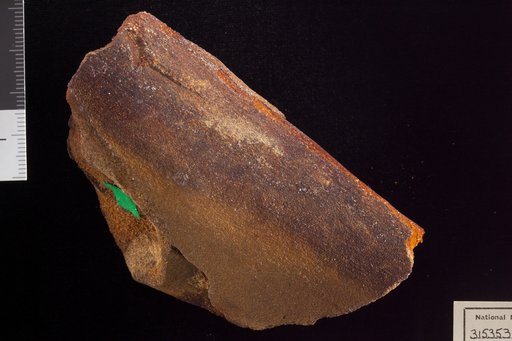 Amomalophyllites bridgetonensis Hollick