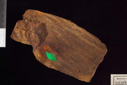 Amomalophyllites bridgetonensis Hollick