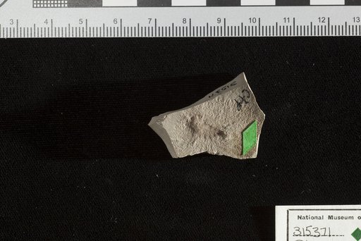 Planera microphylla Newberry