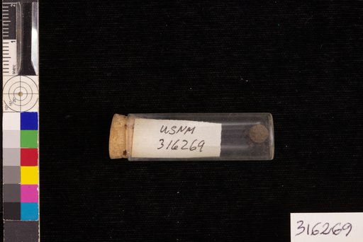 Hicoria glabra (Miller) Britton