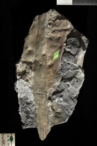 Macrotaeniopteris magnifolia (Rogers) Schimper