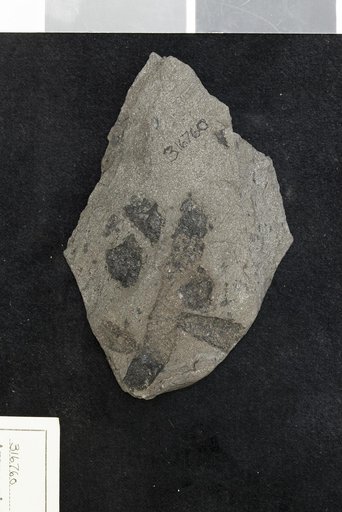 Araucarioxylon woodworthi Knowlton