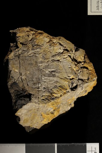 Cycadella ramentosa Ward