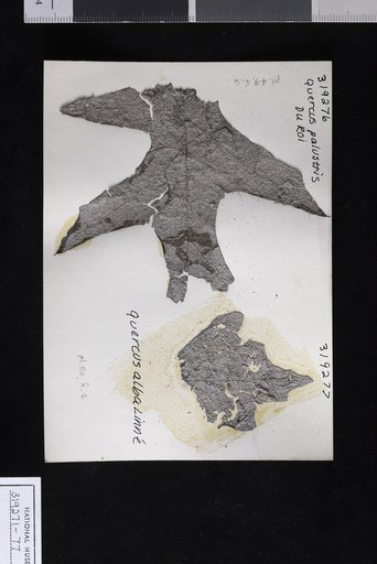 Quercus palustris Du Roi