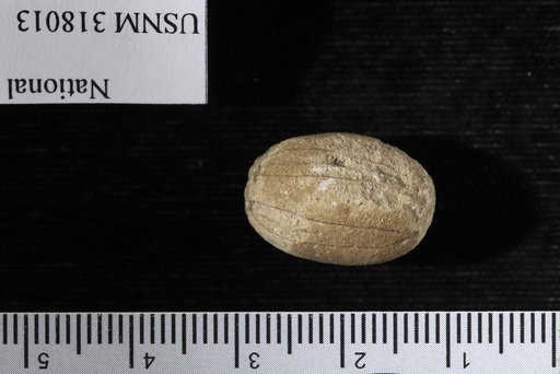 Saccoglottis cipaconensis Berry