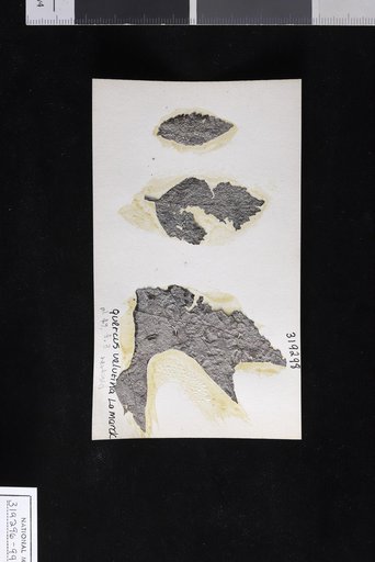 Quercus velutina Lamarck