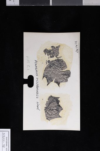 Platanus occidentalis Linnaeus