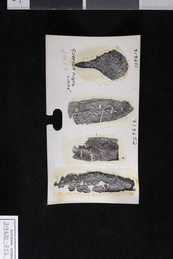 Quercus nigra Linnaeus