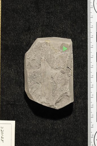 Sabalites sp Berry
