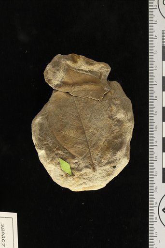 Terminalia trinitense Berry