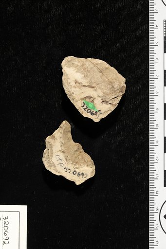 Fagara claibornensis Berry