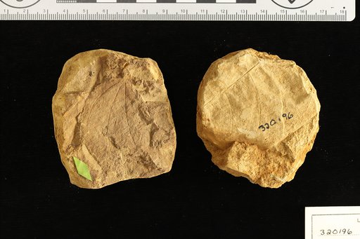 Piperites cf. cordatus Berry
