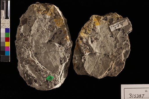 Tapirira lanceolata Engelhardt
