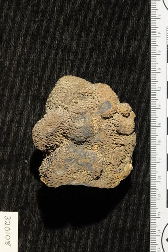 Lithothamnium ? ellisianum Goldman & Howe