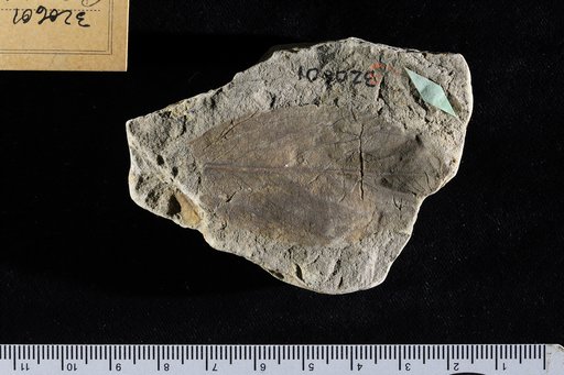 Celastrinites alatus Knowlton