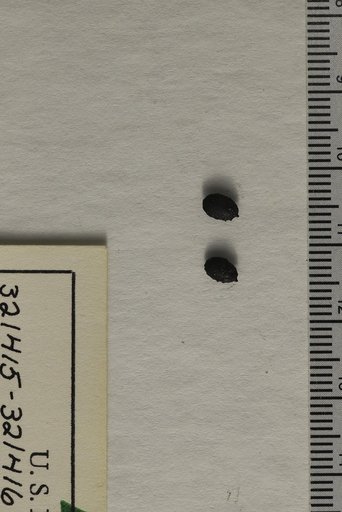 Ceratophyllum demersum Linnaeus