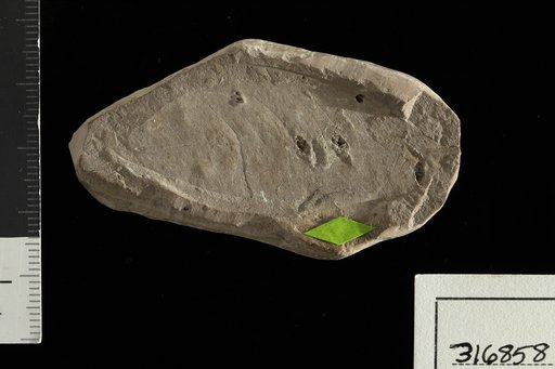 Inga lojaensis Berry