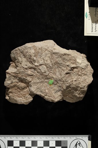 Sphenolepsis sternbergiana (Dunker) Schenk