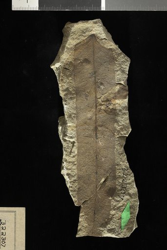 Pteris russelli Newberry