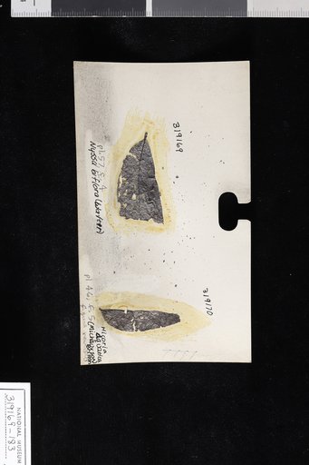 Nyssa biflora Walter