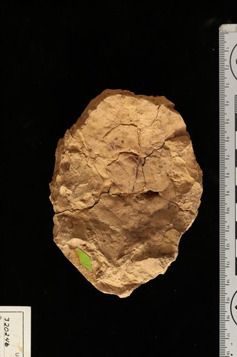 Persea macrophylloides Engelhardt