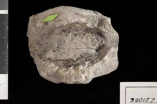 Bignonites americanum Berry