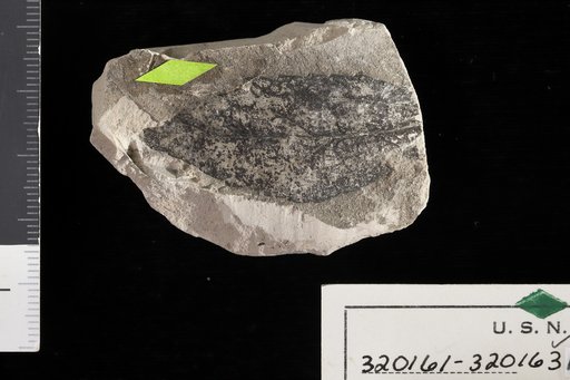 Trema micranthaformis Berry