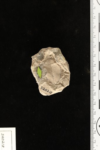 Pithecolobium tenuifolium Engelhardt
