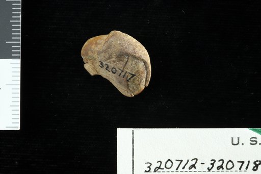 Anacardium peruvianum Berry
