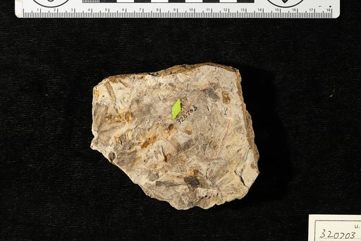 Goniopteris bravoi Berry