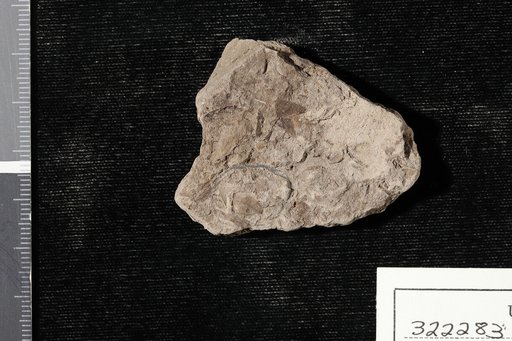 Colutea primordialis Heer