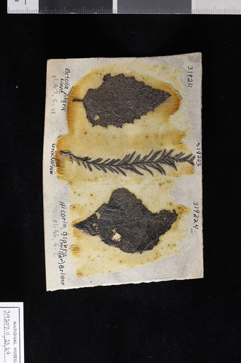 Hicoria glabra (Miller) Britton