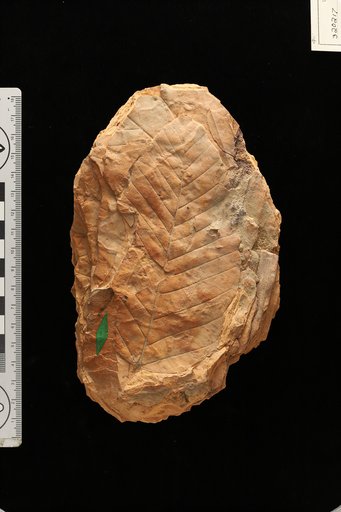 Coussapoa vaningeni var. major Berry