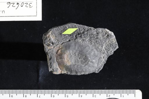 Equisetites sp Berry