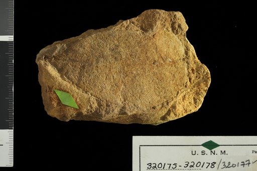 Mimusops miocenica Berry