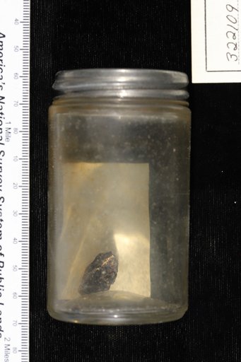 Quercus prinus Linnaeus