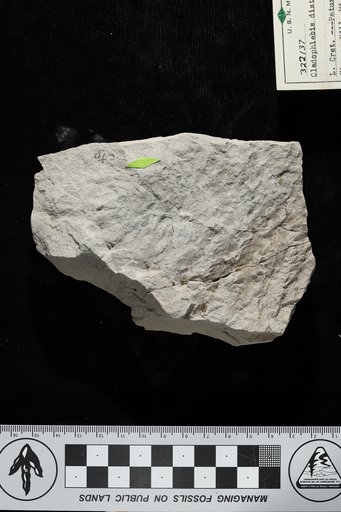 Cladophlebis distans Fontaine