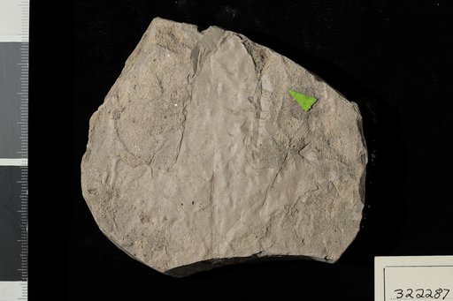 Aralia groenlandica Heer