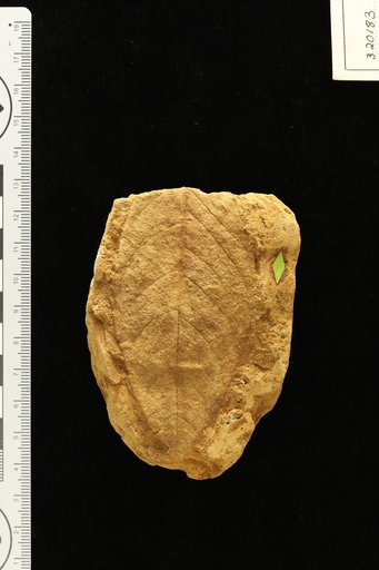 Cedrela preodorata Berry