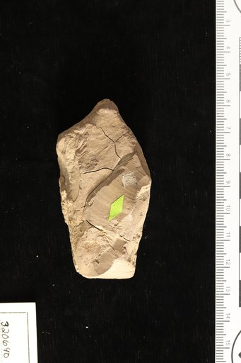 Oreopanax mississippiensis Berry