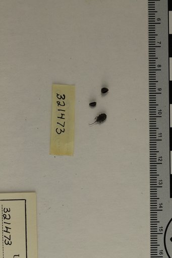 Ceratophyllum demersum Linnaeus